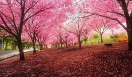 女神爆料樱花视频下载,樱花视频下载攻略大公开